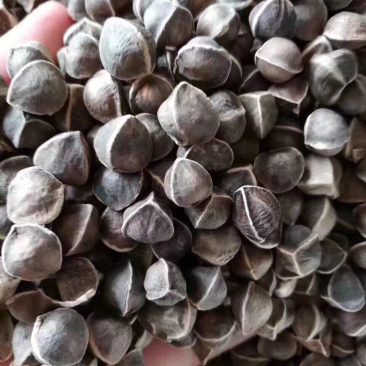 辣木籽大中小粒大量批发