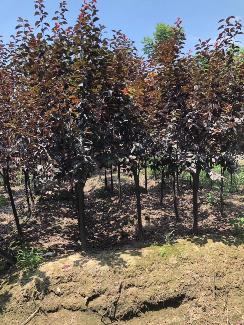 紫叶李