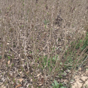 苗圃出售红王子锦带锦带花庭院种植绿化工程用苗