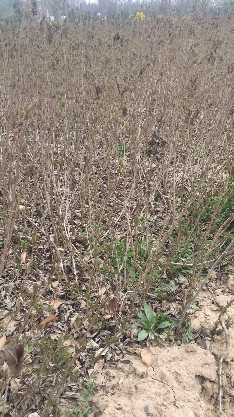 苗圃出售红王子锦带锦带花庭院种植绿化工程用苗