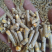 牛羊饲料颗粒养殖场专供