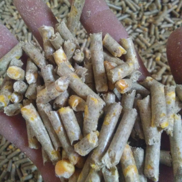牛羊饲料颗粒专业育肥
