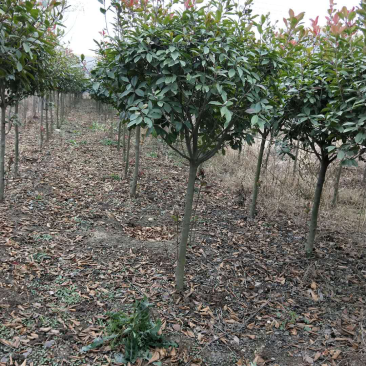 红叶石楠树
