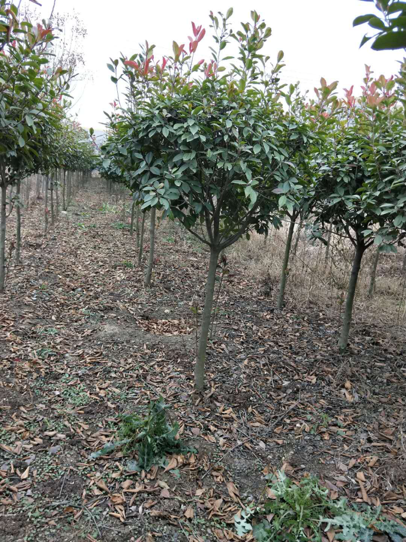 红叶石楠树