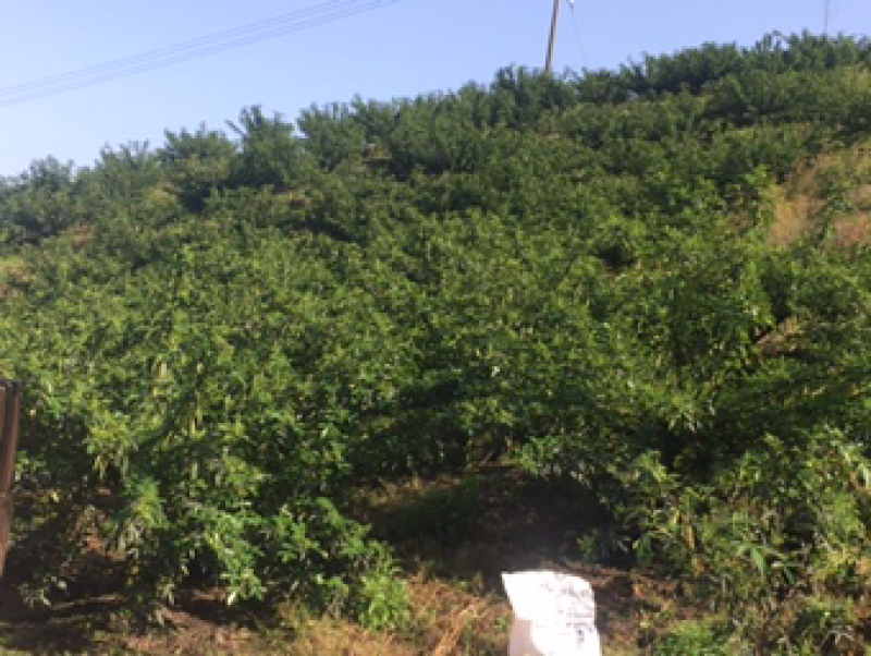 【实力】花椒云南青花椒色选花椒长期供应诚信经营