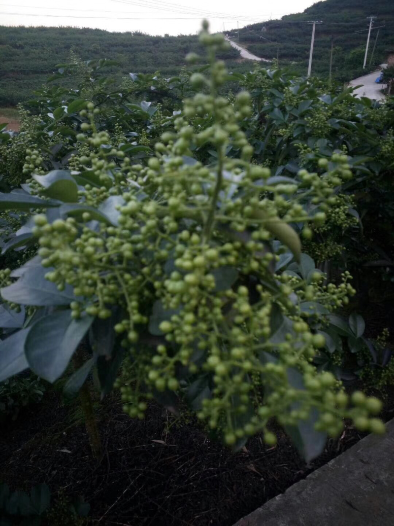 【实力】花椒云南青花椒色选花椒长期供应诚信经营