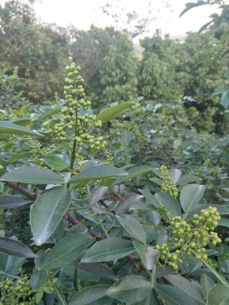 【实力】花椒云南青花椒色选花椒长期供应诚信经营