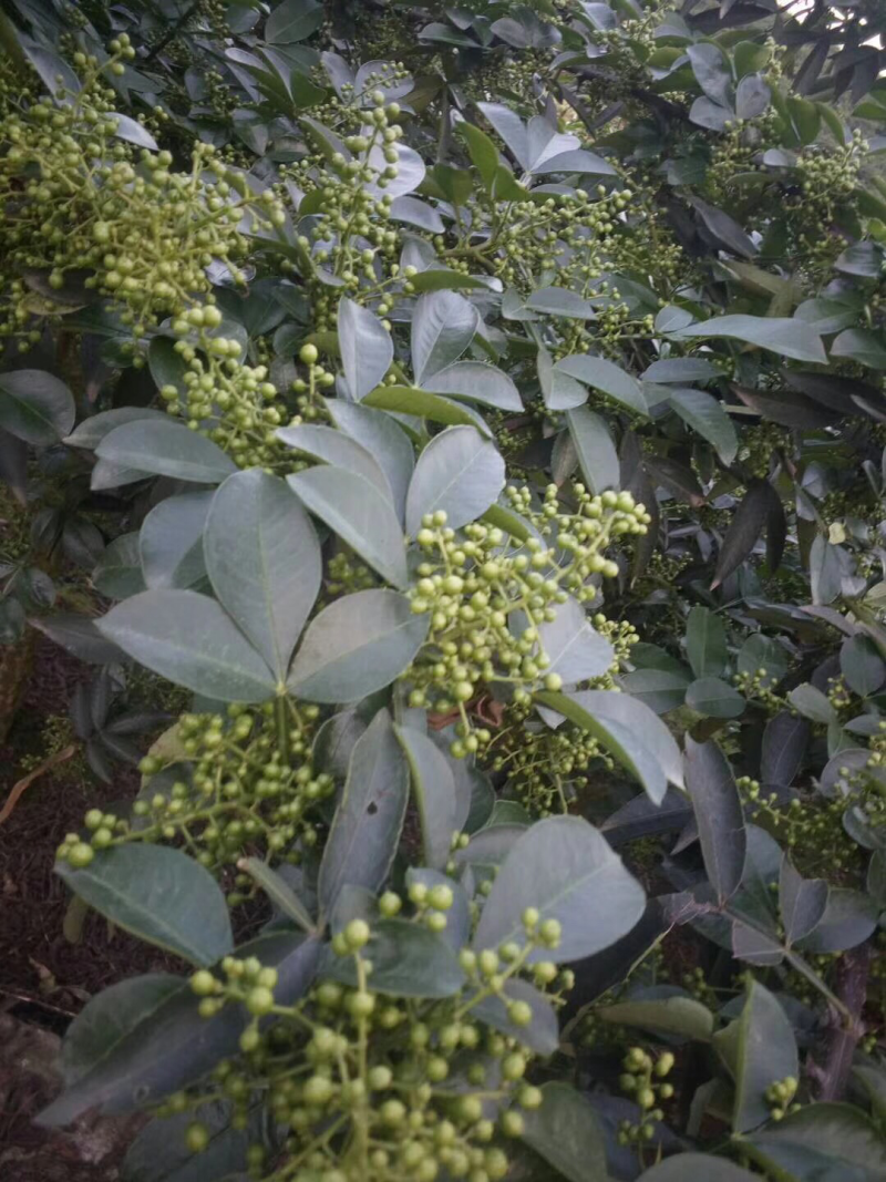 【实力】花椒云南青花椒色选花椒长期供应诚信经营