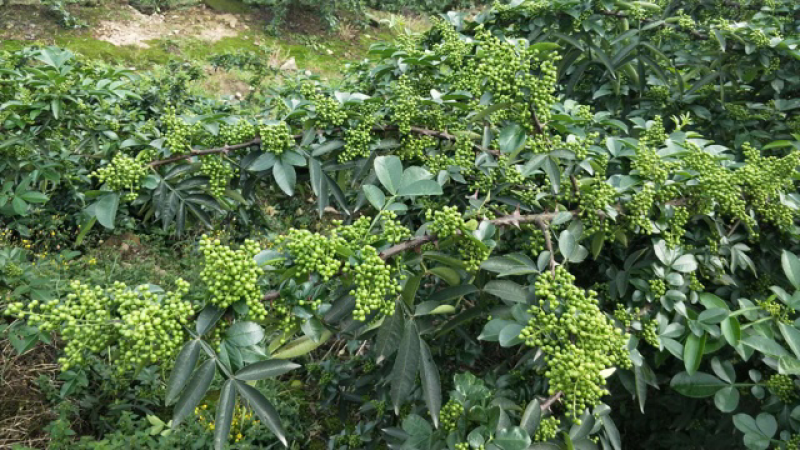 【实力】花椒昭通青麻椒过机二遍开口85%大量供应