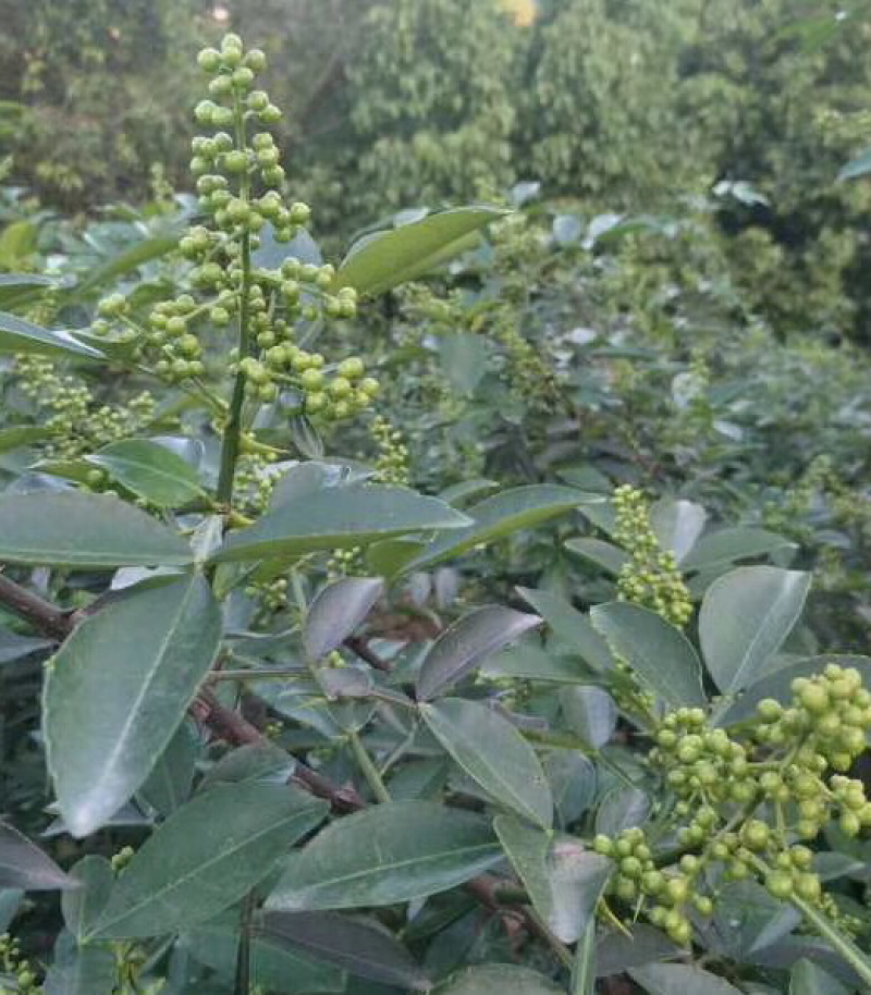 【实力】花椒昭通青麻椒过机二遍开口85%大量供应