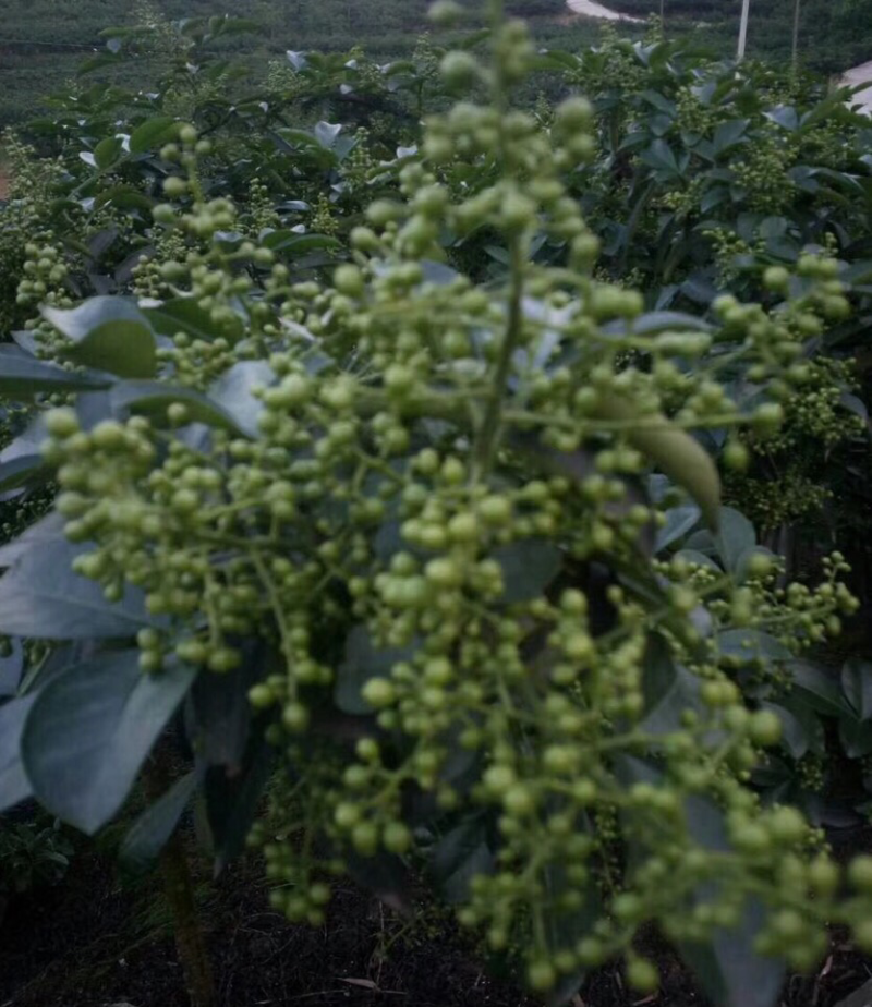 【实力】花椒昭通青麻椒过机二遍开口85%大量供应