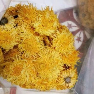 菊花苗金丝皇菊苗徽州皇菊苗乒乓球菊苗黄山贡菊苗
