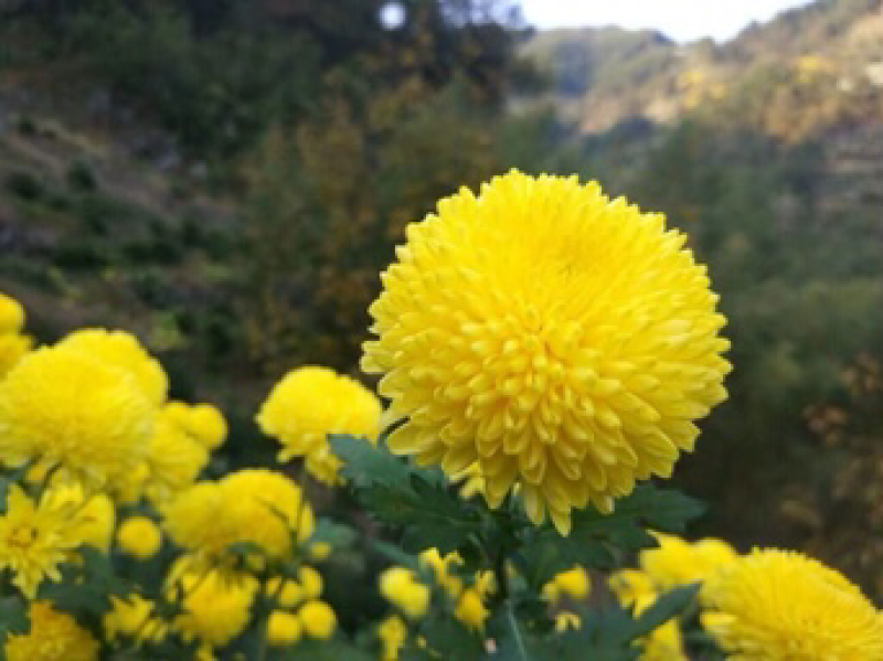 菊花苗金丝皇菊苗徽州皇菊苗乒乓球菊苗黄山贡菊苗