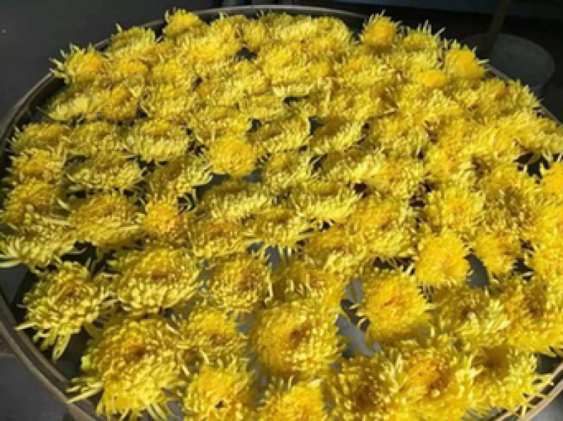 菊花苗金丝皇菊苗徽州皇菊苗乒乓球菊苗黄山贡菊苗