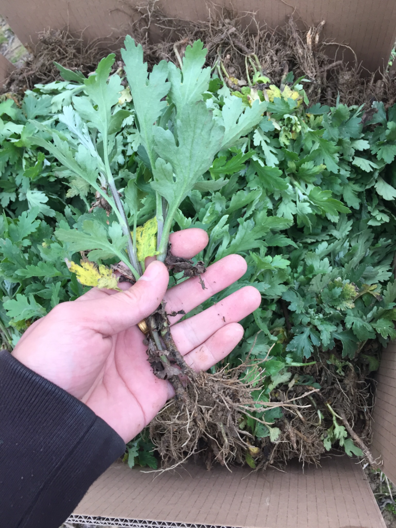 菊花苗金丝皇菊苗徽州皇菊苗乒乓球菊苗黄山贡菊苗