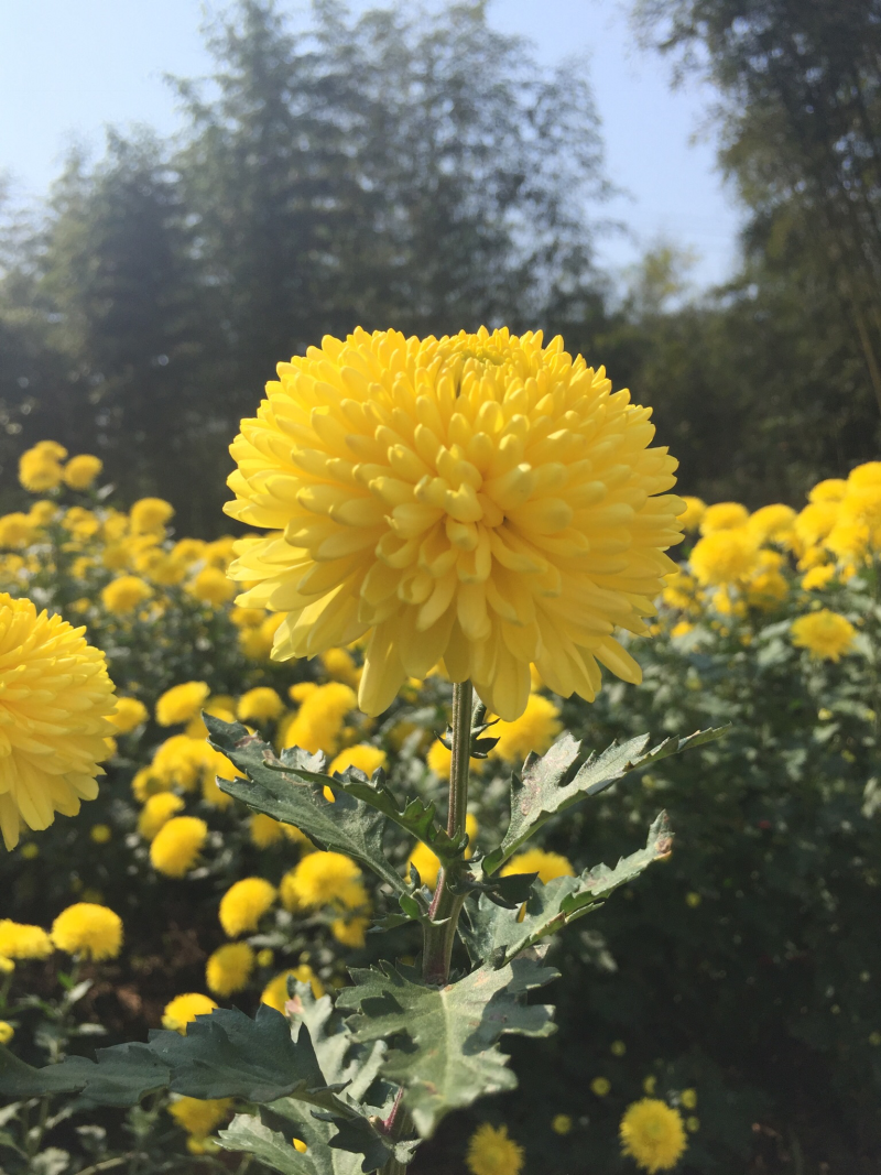 菊花苗金丝皇菊苗徽州皇菊苗乒乓球菊苗黄山贡菊苗