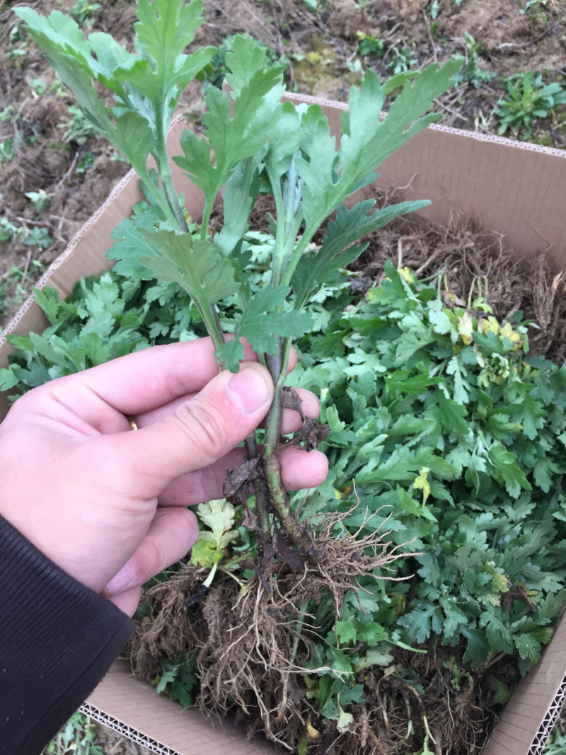 菊花苗金丝皇菊苗徽州皇菊苗乒乓球菊苗黄山贡菊苗