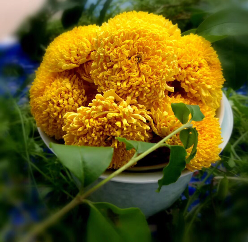 菊花苗金丝皇菊苗徽州皇菊苗乒乓球菊苗黄山贡菊苗