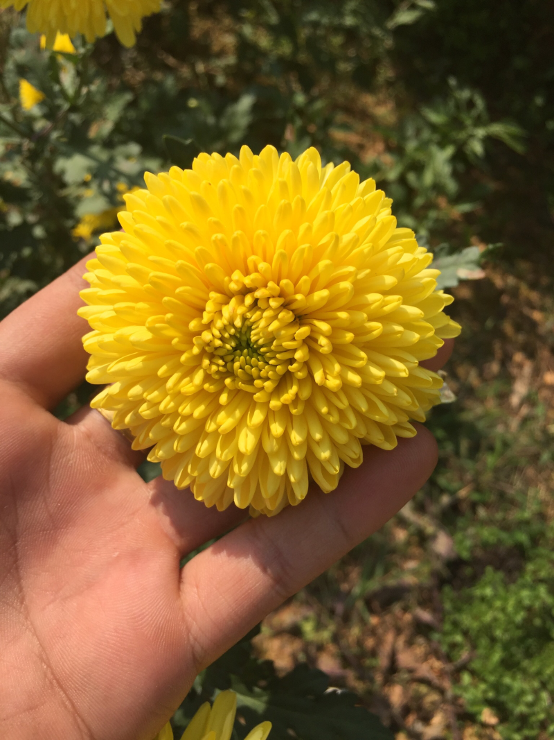 菊花苗金丝皇菊苗徽州皇菊苗乒乓球菊苗黄山贡菊苗