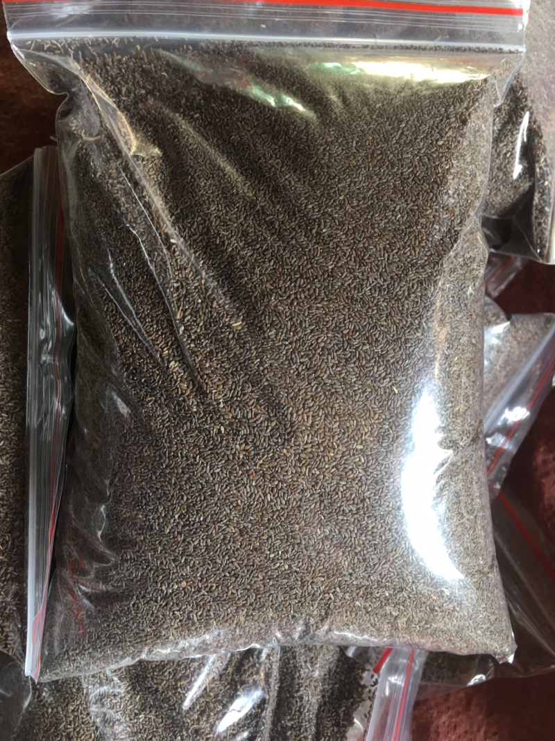 沙蒿籽食品级无沙货沙漠野生食用500克包邮支持代发
