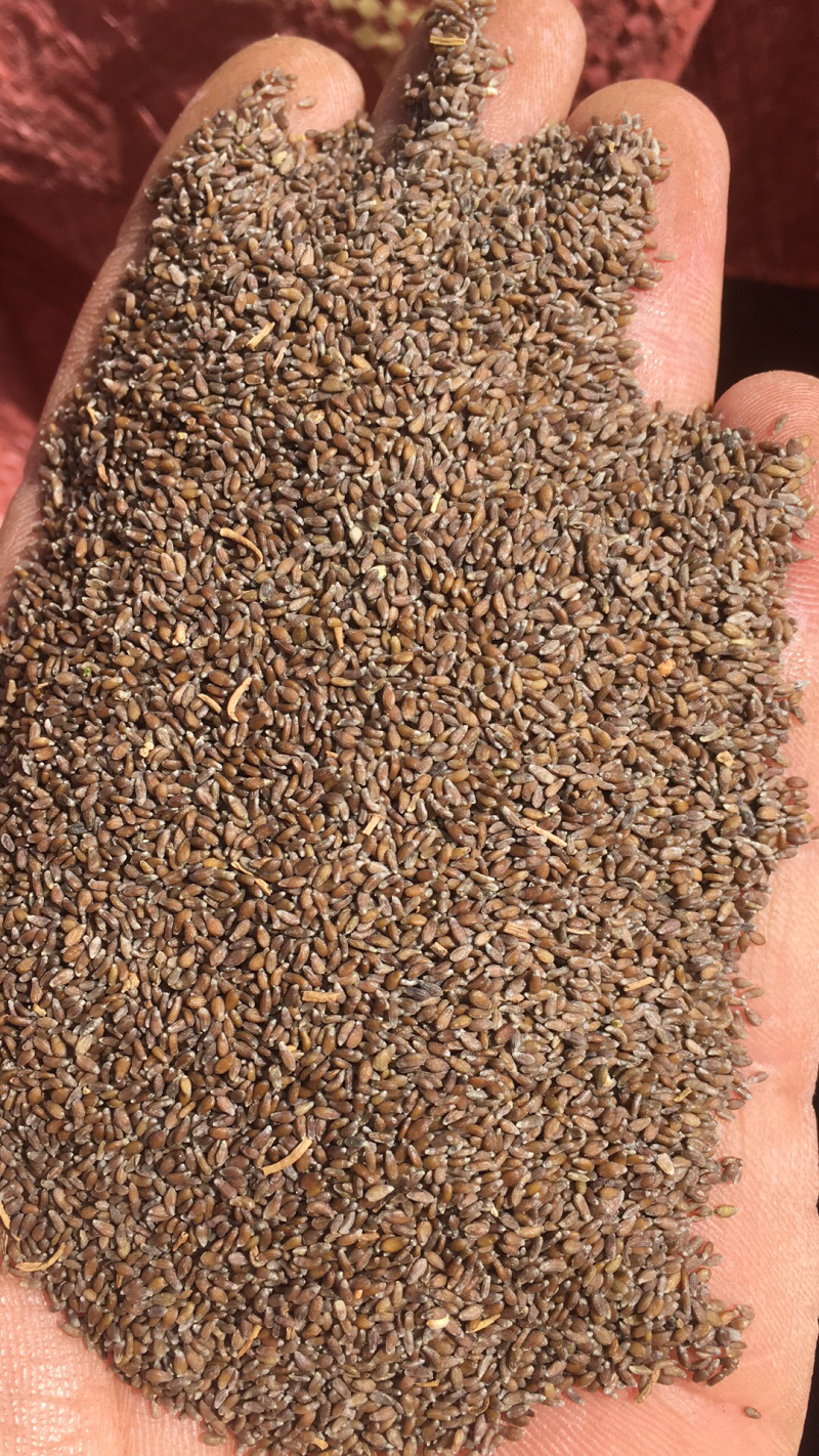 沙蒿籽食品级无沙货沙漠野生食用500克包邮支持代发