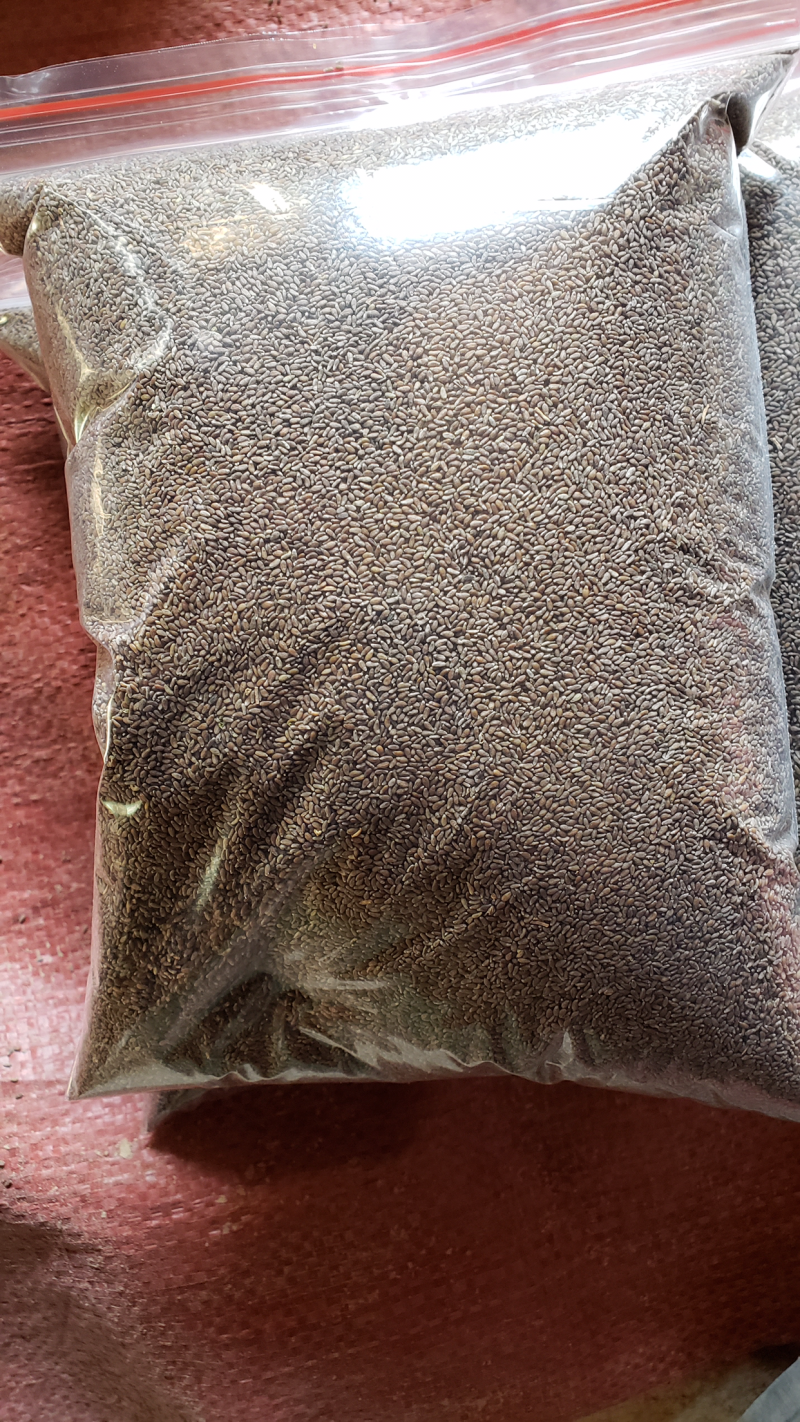 沙蒿籽食品级无沙货沙漠野生食用500克包邮支持代发