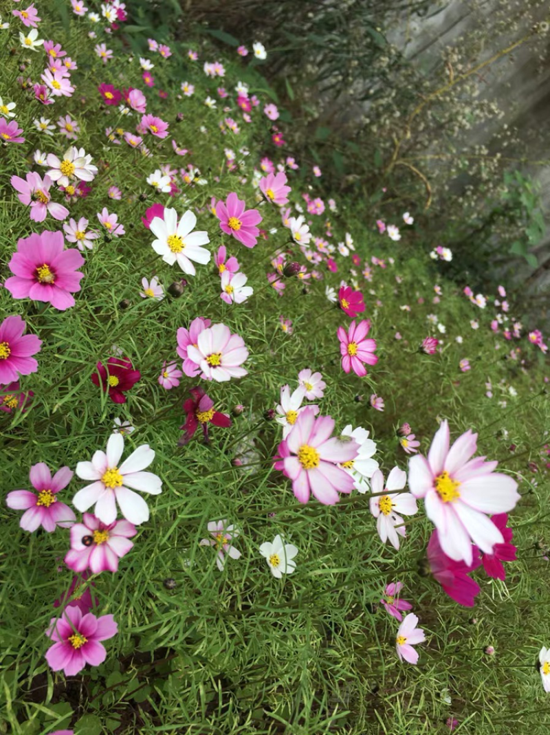 波斯菊种子四季开花格桑花种子花种子四季易播种子