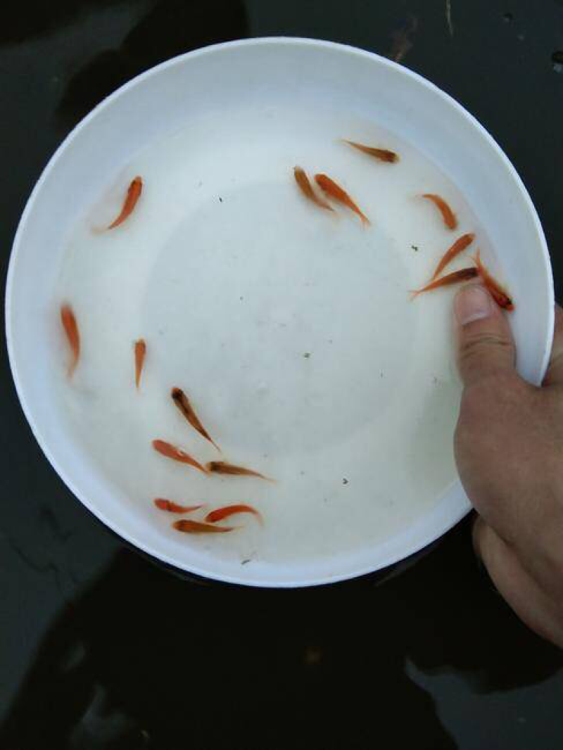 【推荐】荷包红鲤鱼苗各种鲤鱼苗放生红鲤兴国红鲤鱼苗