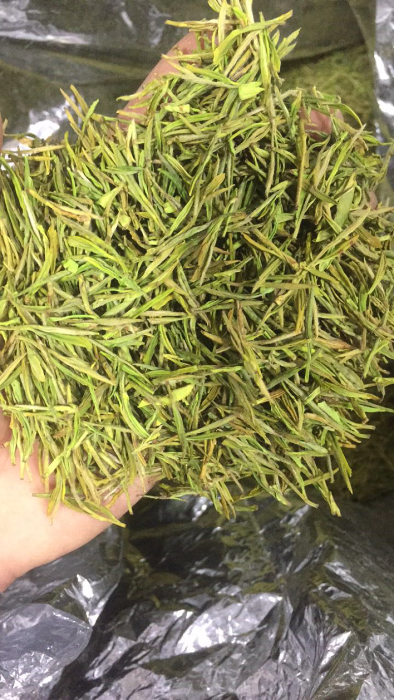 黄金芽黄金叶茶包邮