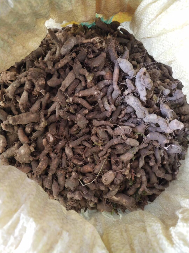 千年老鼠屎、天葵子（野生新货干货）