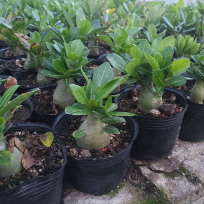 沙漠玫瑰原生苗进口多肉植物