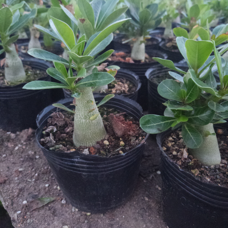 沙漠玫瑰原生苗进口多肉植物