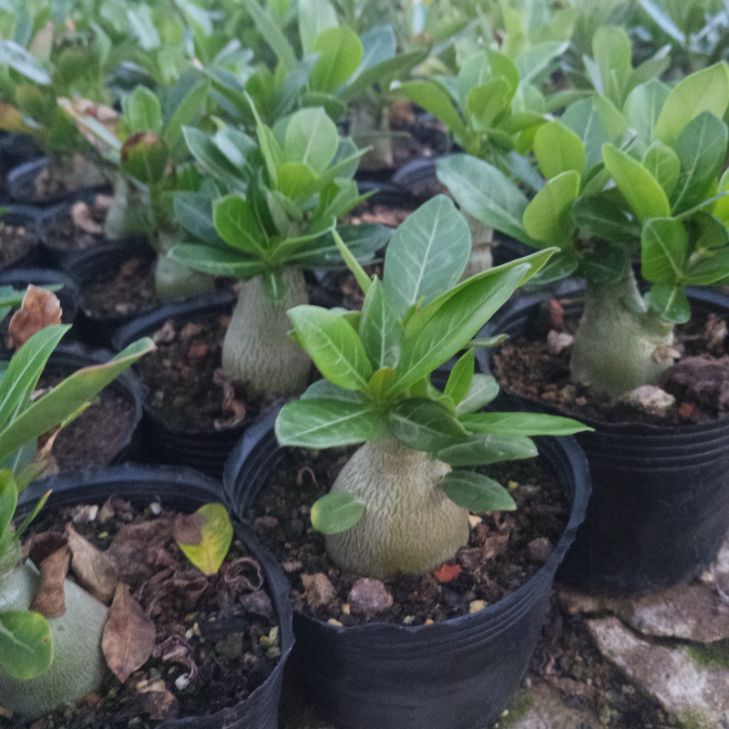 沙漠玫瑰原生苗进口多肉植物