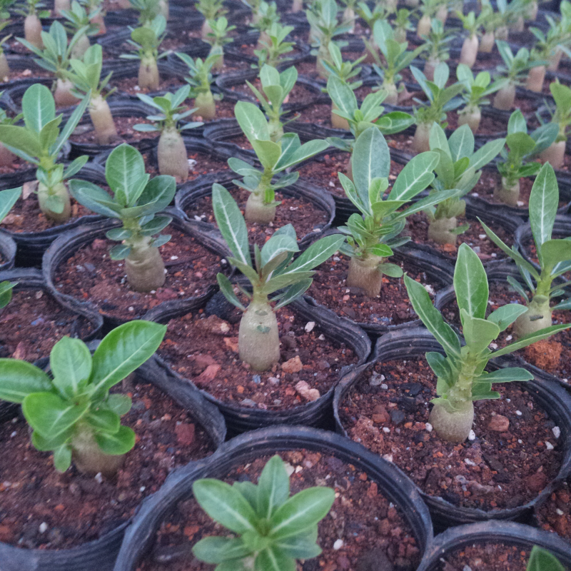 沙漠玫瑰原生苗进口多肉植物