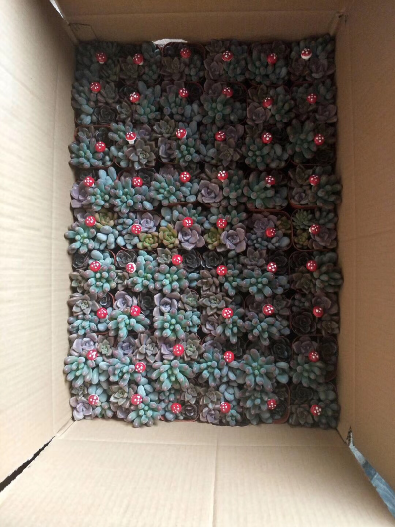 睿凡园艺，117装多肉，可混拼装，也可单装，运费到付