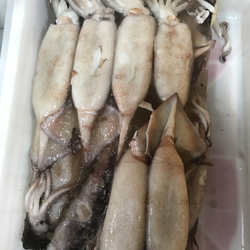 鱿鱼🦑
