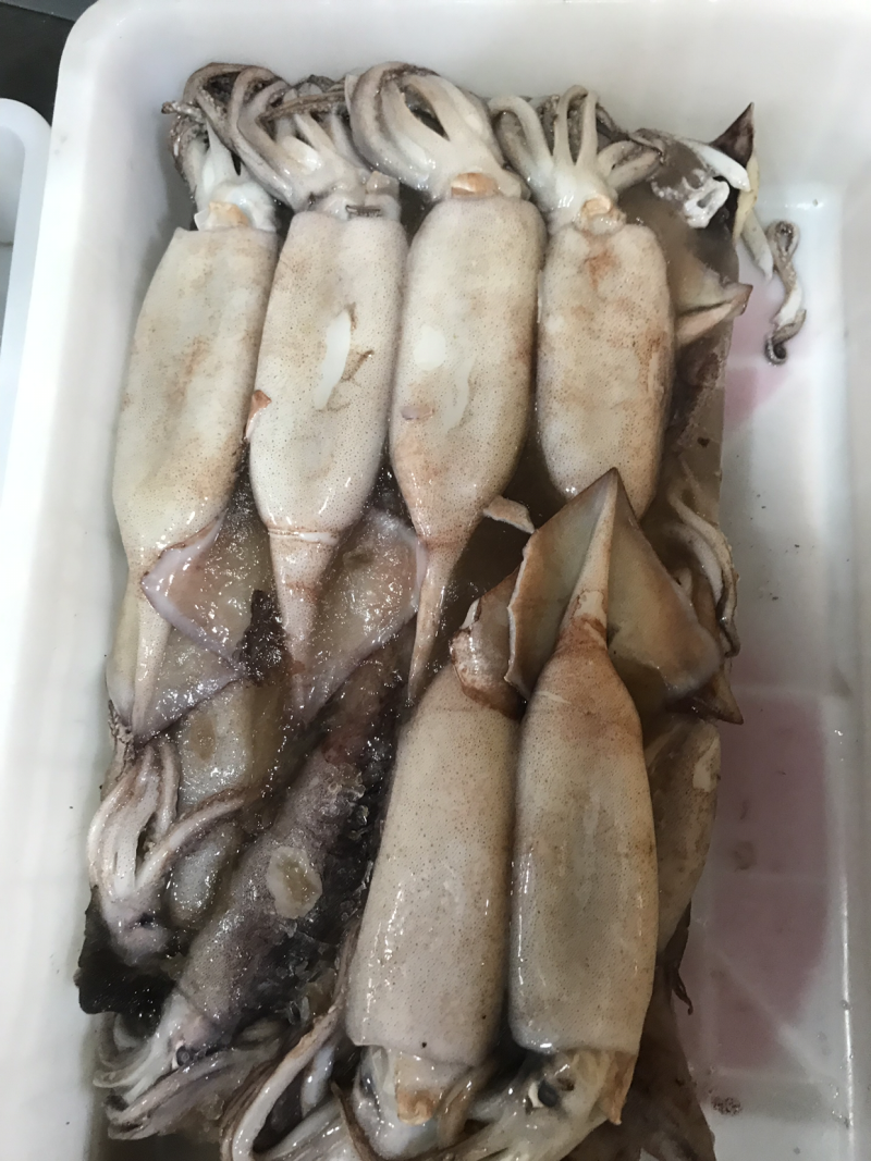 鱿鱼🦑