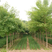五角枫种子枫树种子林木占地种子绿化苗种子