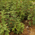 五角枫种子枫树种子林木占地种子绿化苗种子