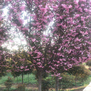 樱花🌸