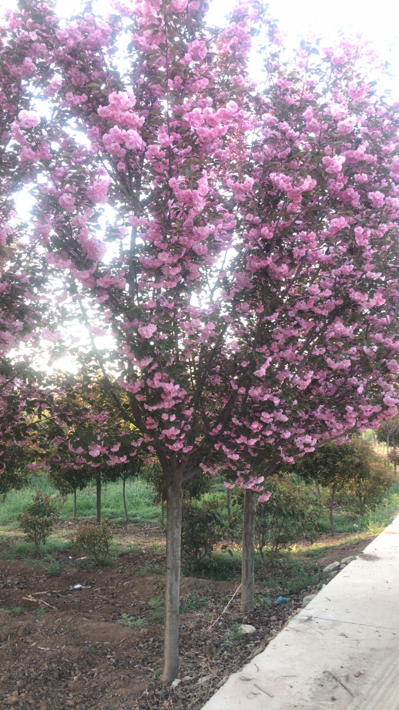 樱花🌸