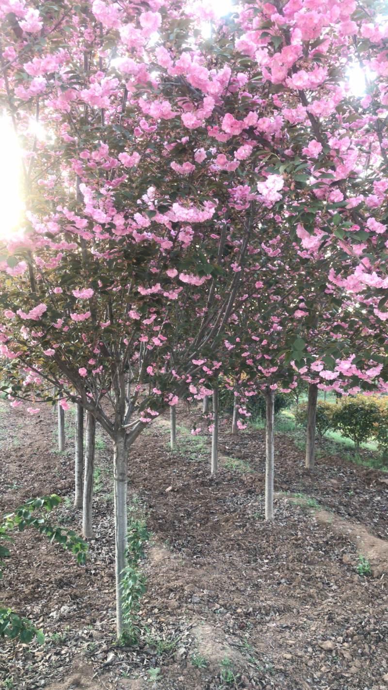 樱花🌸