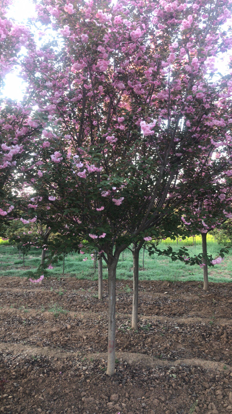 樱花🌸
