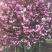 樱花🌸