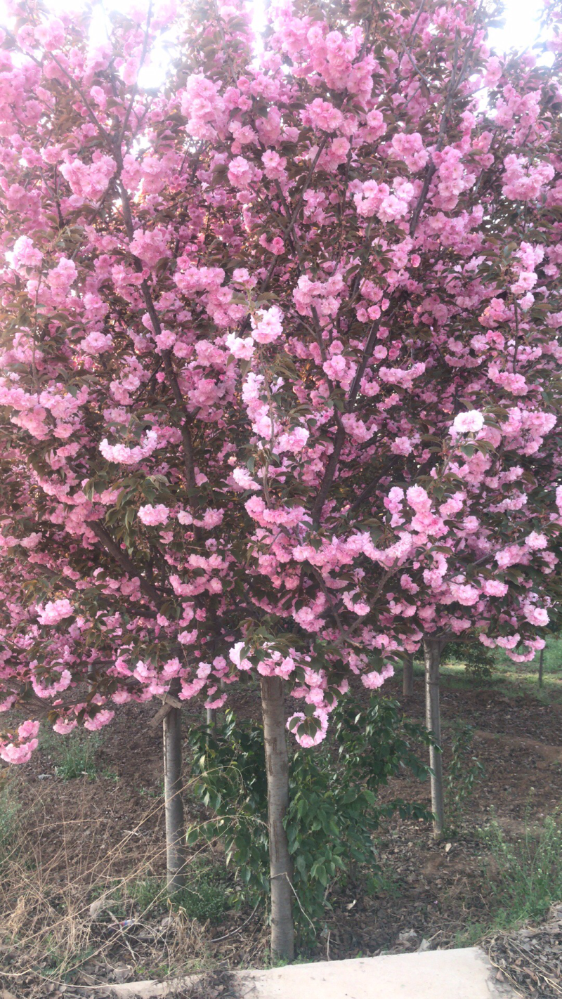 樱花🌸