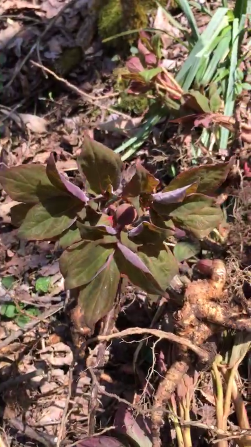 野生赤芍。野生赤芍苗