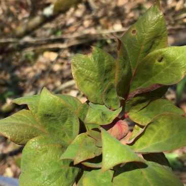 野生赤芍。野生赤芍苗