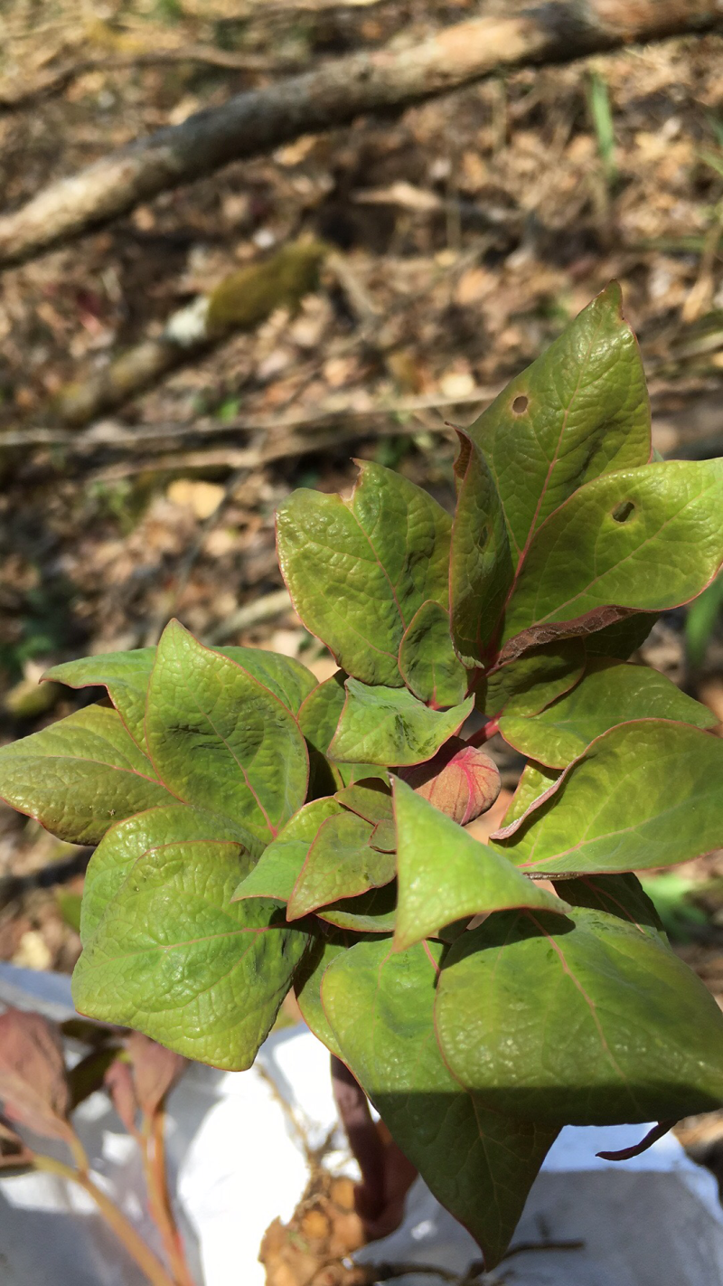 野生赤芍。野生赤芍苗