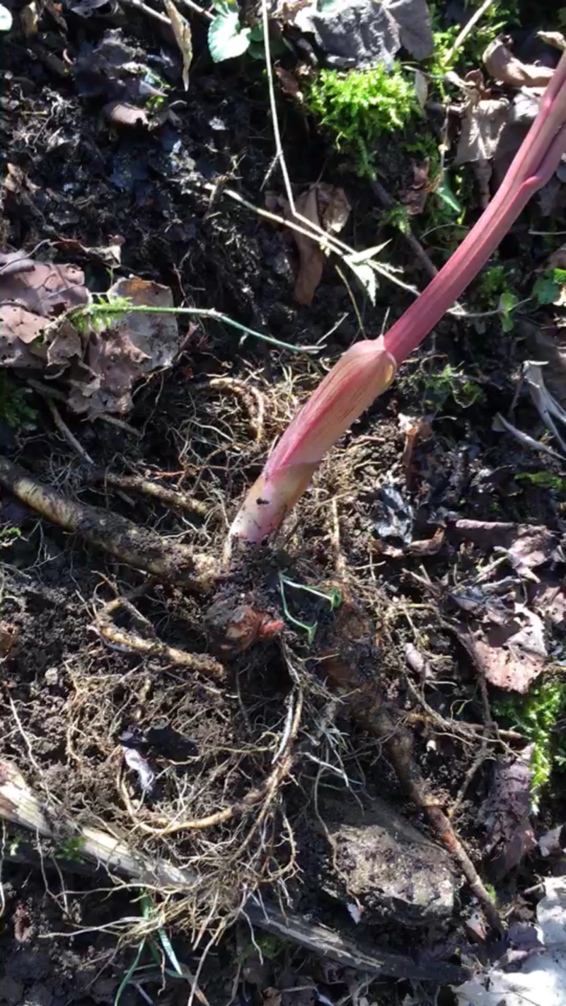 野生赤芍。野生赤芍苗