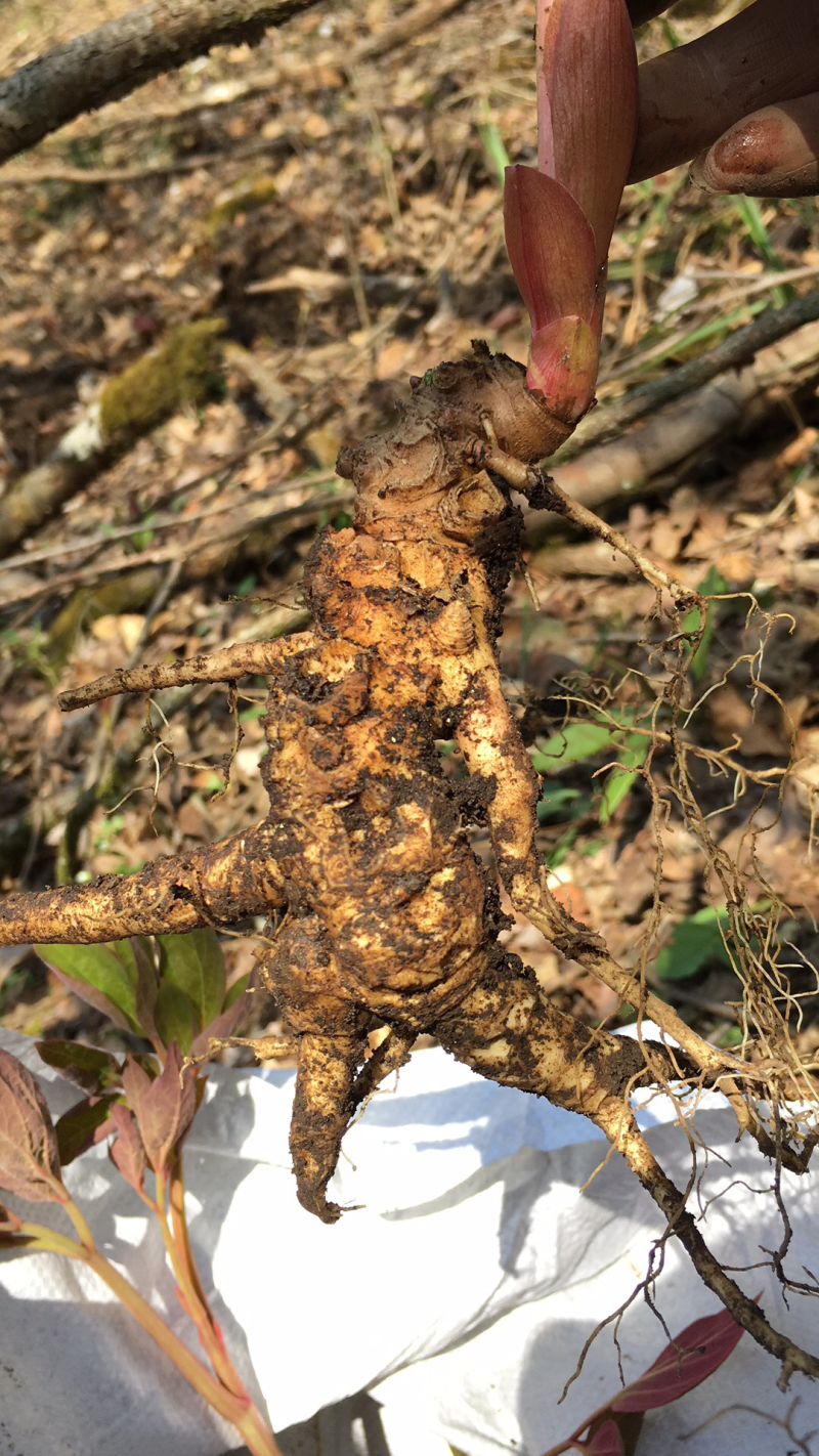 野生赤芍。野生赤芍苗